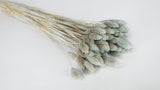 Phalaris getrocknet - 1 Bund - Blaugrau hell