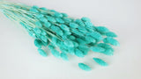 Phalaris essiccato - 1 mazzo - Blu turchese