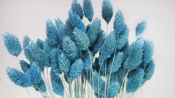 Phalaris séchés - 1 botte - Baby blue
