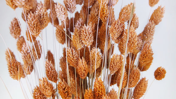 Phalaris getrocknet - 1 Bund - Frost orange