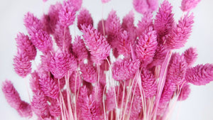 Phalaris essiccato - 1 mazzetto - rosso fucsia