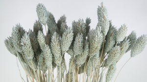 Phalaris getrocknet - 1 Bund - Blaugrau hell