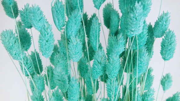 Phalaris essiccato - 1 mazzo - Blu turchese