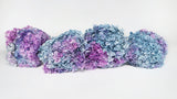 Hortensia stabilisé Anna - 1 tête - Rainbow purple/blue