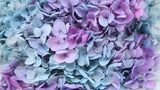 Hortensia stabilisé Anna - 1 tête - Rainbow purple/blue