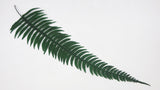 Felce selvatica stabilizzata - 10 steli - Verde
