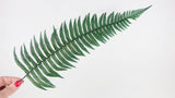 Felce selvatica stabilizzata - 10 steli - Verde