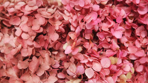 Preserved hydrangea Anna - 1 head - Pink red