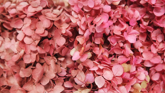 Ortensia Anna stabilizzata - 1 mazzo - rosa rosso