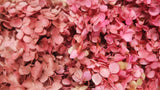 Preserved hydrangea Anna - 1 head - Pink red