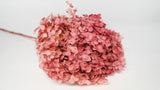 Preserved hydrangea Anna - 1 head - Pink red