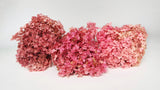 Preserved hydrangea Anna - 1 head - Pink red