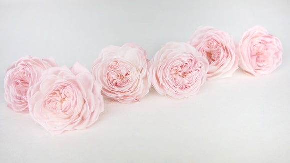 Roses anglaises stabilisées Elena Earth Matters - 6 têtes - Chiffon pink 100