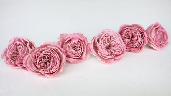 Roses anglaises stabilisées Elena Earth Matters - 6 têtes - Opera mauve 190
