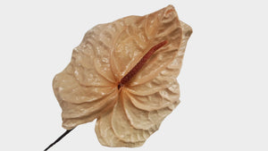 Anthurium conserva Earth Matters - 3 pezzi - Rosa champagne 131