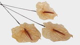 Anthurium conserva Earth Matters - 3 pezzi - Rosa champagne 131