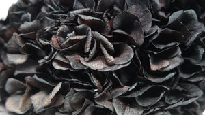 Ortensia stabilizzata Extra - 1 Testa - Nero