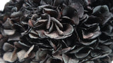 Ortensia stabilizzata Extra - 1 Testa - Nero