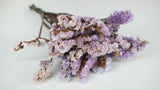 Statice conservato - 1 mazzetto - colore naturale viola