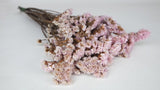 Statice stabilizzato - 1 mazzo - rosa chiaro