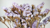 Statice conservato - 1 mazzetto - colore naturale viola