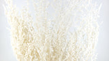 Stoebe conserva Earth Matters - 1 mazzo - Bianco sporco 011