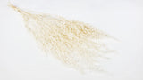 Stoebe conserva Earth Matters - 1 mazzo - Bianco sporco 011