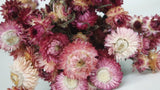 Strohblumen basic - 1 Bund - Naturfarbe hellrosa