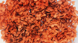 Ortensia stabilizzata Anna - 1 testa - Terracotta