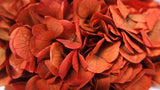 Hortensia stabilisé Extra - 1 tête - Terracotta
