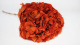 Hortensia stabilisé Extra - 1 tête - Terracotta