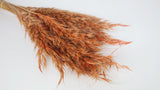 Wild Hafer getrocknet - 1 Bund - Terracotta