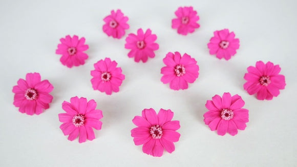 Zinnia stabilisé Earth Matters - 12 têtes - Esprit pink 162