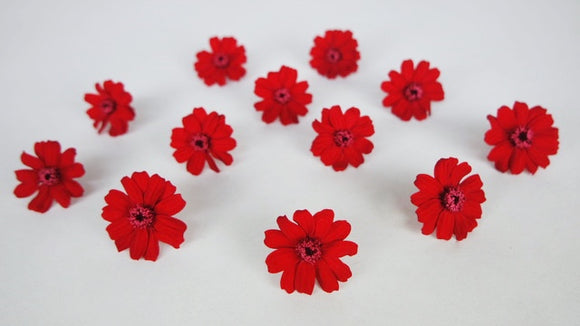 Zinnia stabilisé Earth Matters - 12 têtes - Red 301
