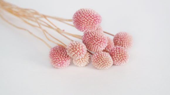 Craspedia Conserve - 10 Bastoncini - Rosa