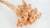 Achillea Parker getrocknet - 1 Bund - Pfirsich - Si-nature