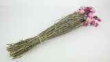 Acroclinium - 1 bouquet - rosa