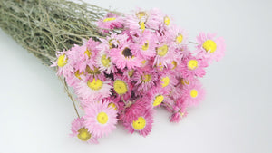 Acroclinium - 1 bouquet - rosa