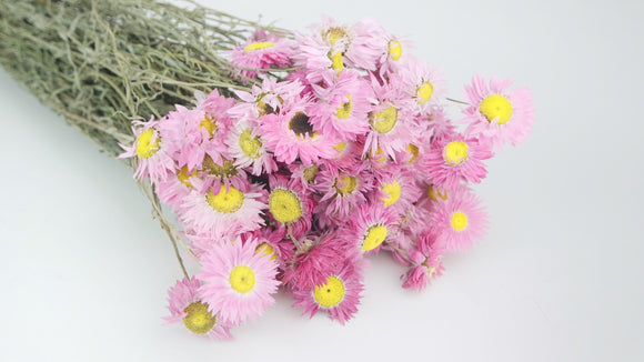 Acroclinium - 1 botte - Couleur naturelle rose