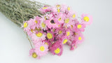 Acroclinium - 1 bouquet - rosa