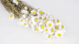 Acroclinium - 1 ramo - color natural blanco