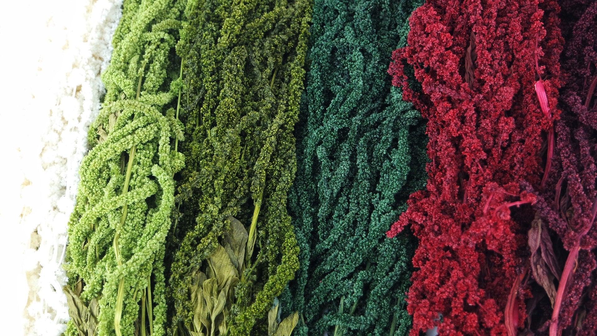 Stabilisierter Amarant - 1 Strauß - Springgrün - Si-nature