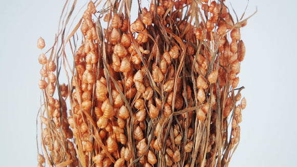 Briza maxima - 1 bouquet - Ambre