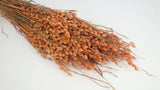 Briza maxima - 1 bouquet - Ambra