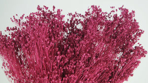 Broom Bloom konserviert - 1 Strauß - Himbeerrosa - Si-nature
