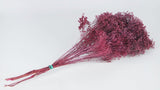Broom Bloom getrocknet - 1 Strauß - Frost cassis - Si-nature