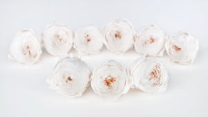 Rosen konserviert Cocotte Earth Matters - 9 Köpfe - White champagne 021 - Si-nature