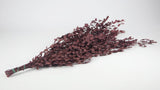 Konservierter Eukalyptus Parvifolia - 1 Bund - Rot - Si-nature