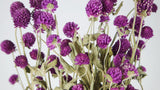 Gomphrena - 1 Bund - Naturfarbe Lila