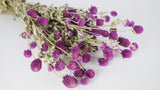Gomphrena - 1 Bund - Naturfarbe Lila